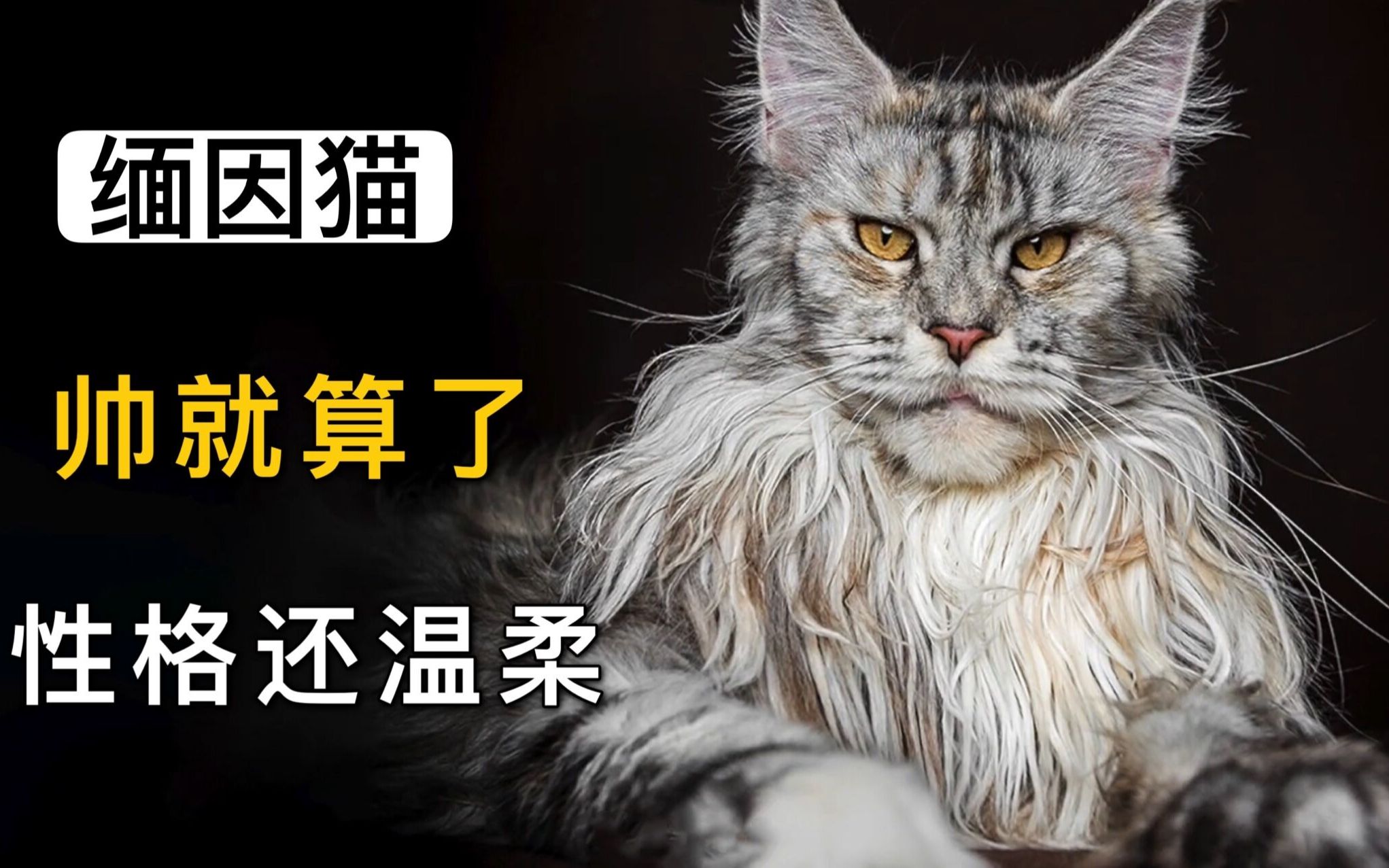 缅因猫:从近乎灭绝,到风靡世界只用了35年哔哩哔哩bilibili