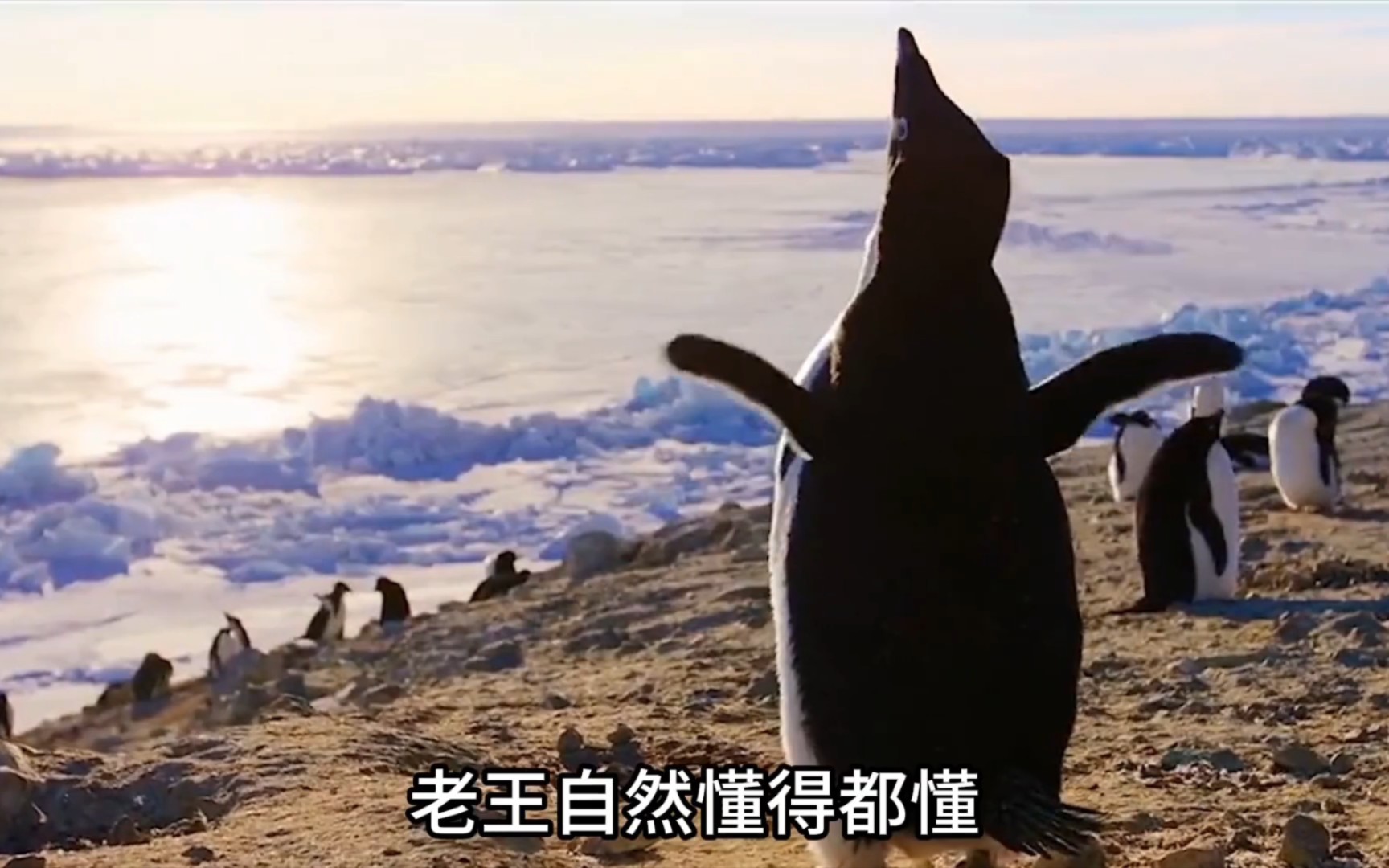 企鹅里最有心机的鹅,阿德利企鹅!简直就个流氓!
