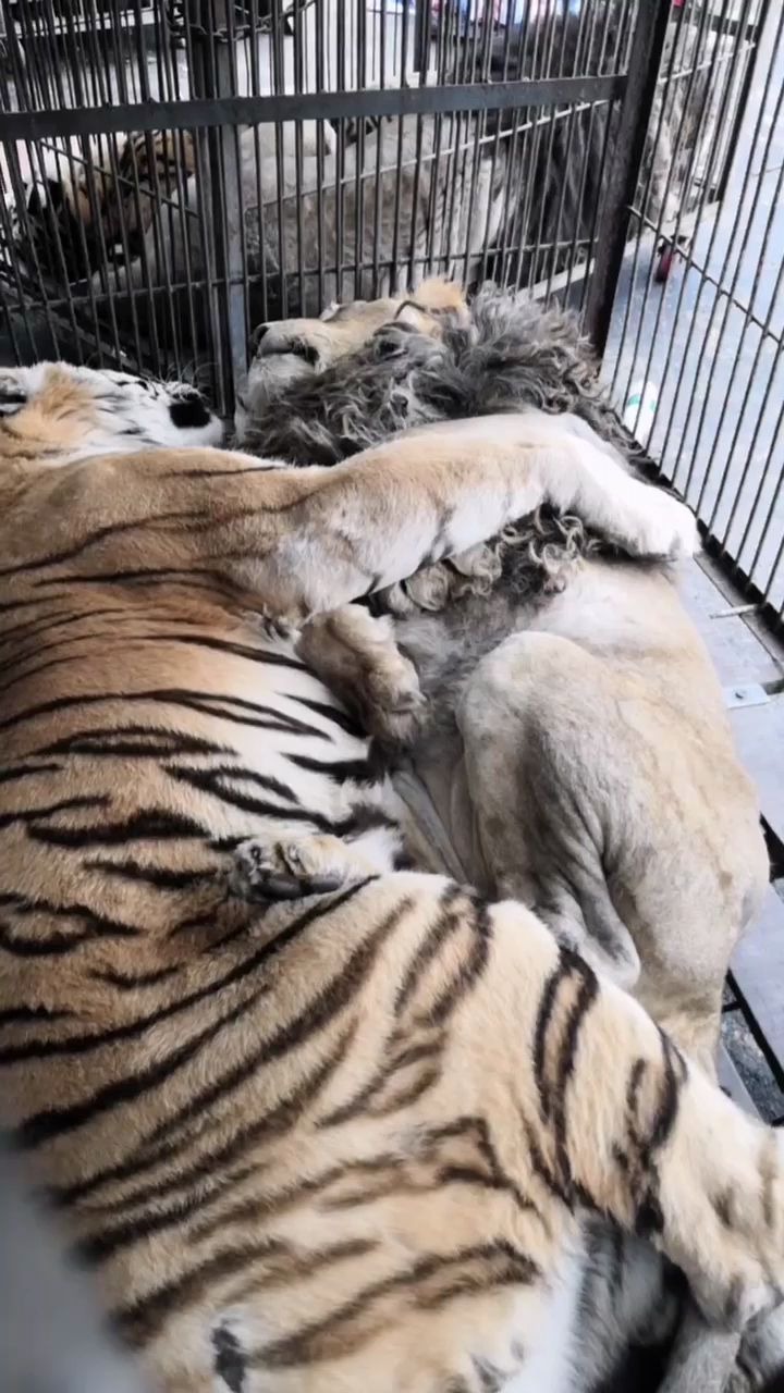 狮虎对比这就是成年雄性东北虎比怀里的非洲雄狮几乎大了一倍