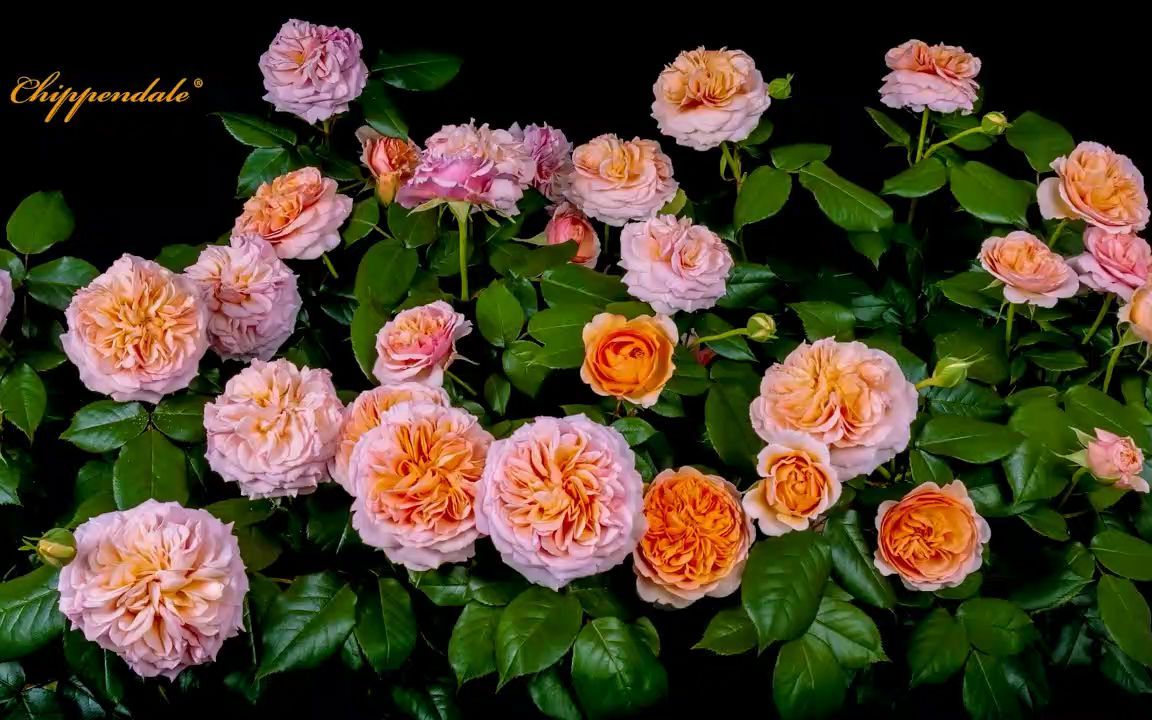 延时拍摄丹陶月季"音乐厅"