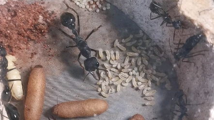 黑梨牛蚁快要换巢了