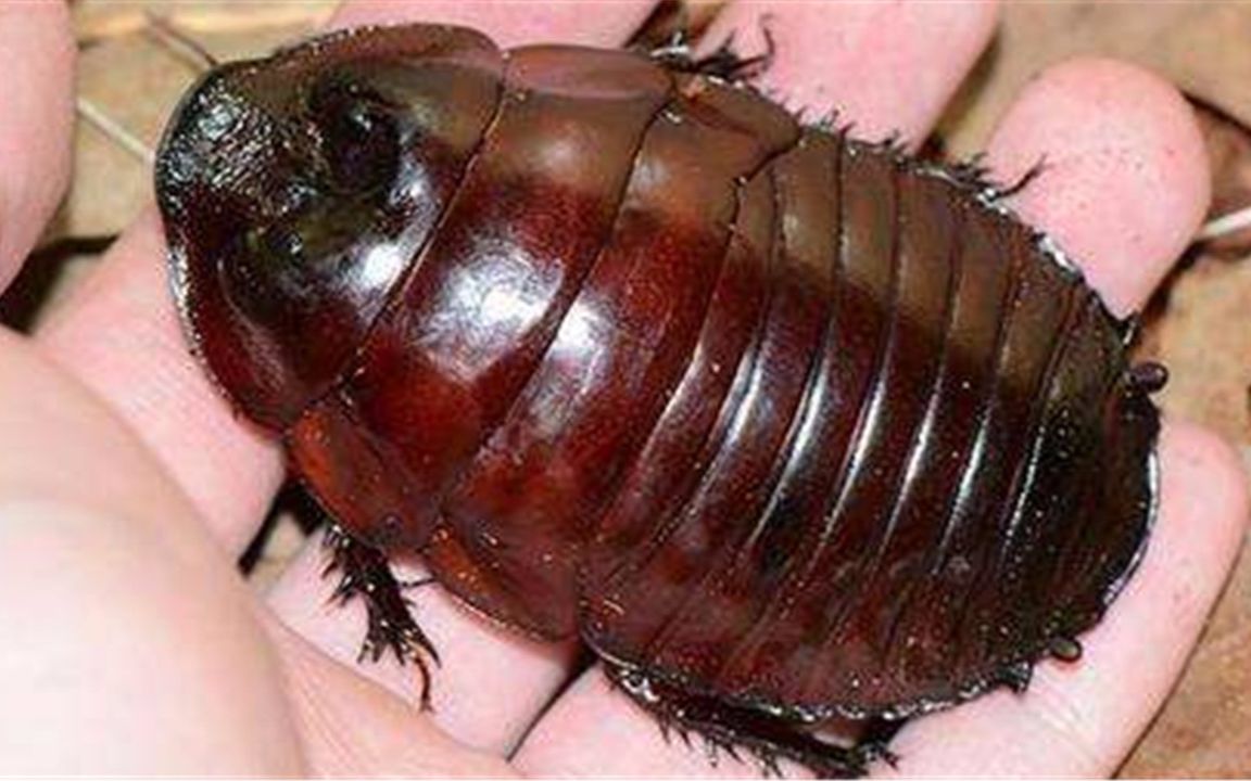 世界最大的蟑螂,长达10厘米,澳洲人拿它当宠物养