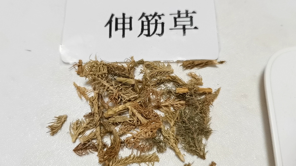 中药伸筋草图片图片