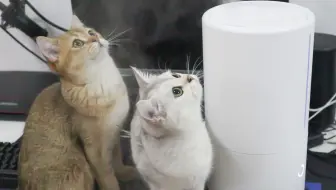 第一次见到加湿器的猫懵逼了，这是什么东西我怎么抓不到_哔哩哔哩_bilibili