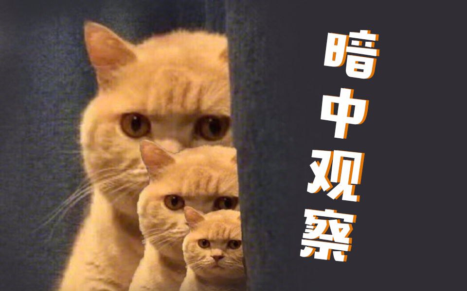 【日语小课堂】流行语「暗中观察」用日语该怎么说?