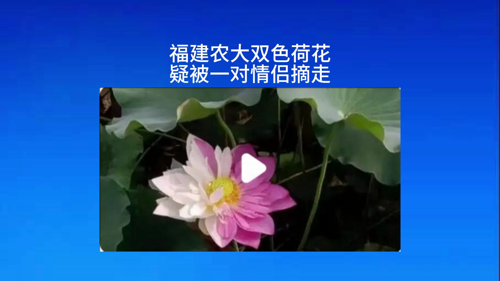 福建农大双色荷花疑被一对情侣摘走