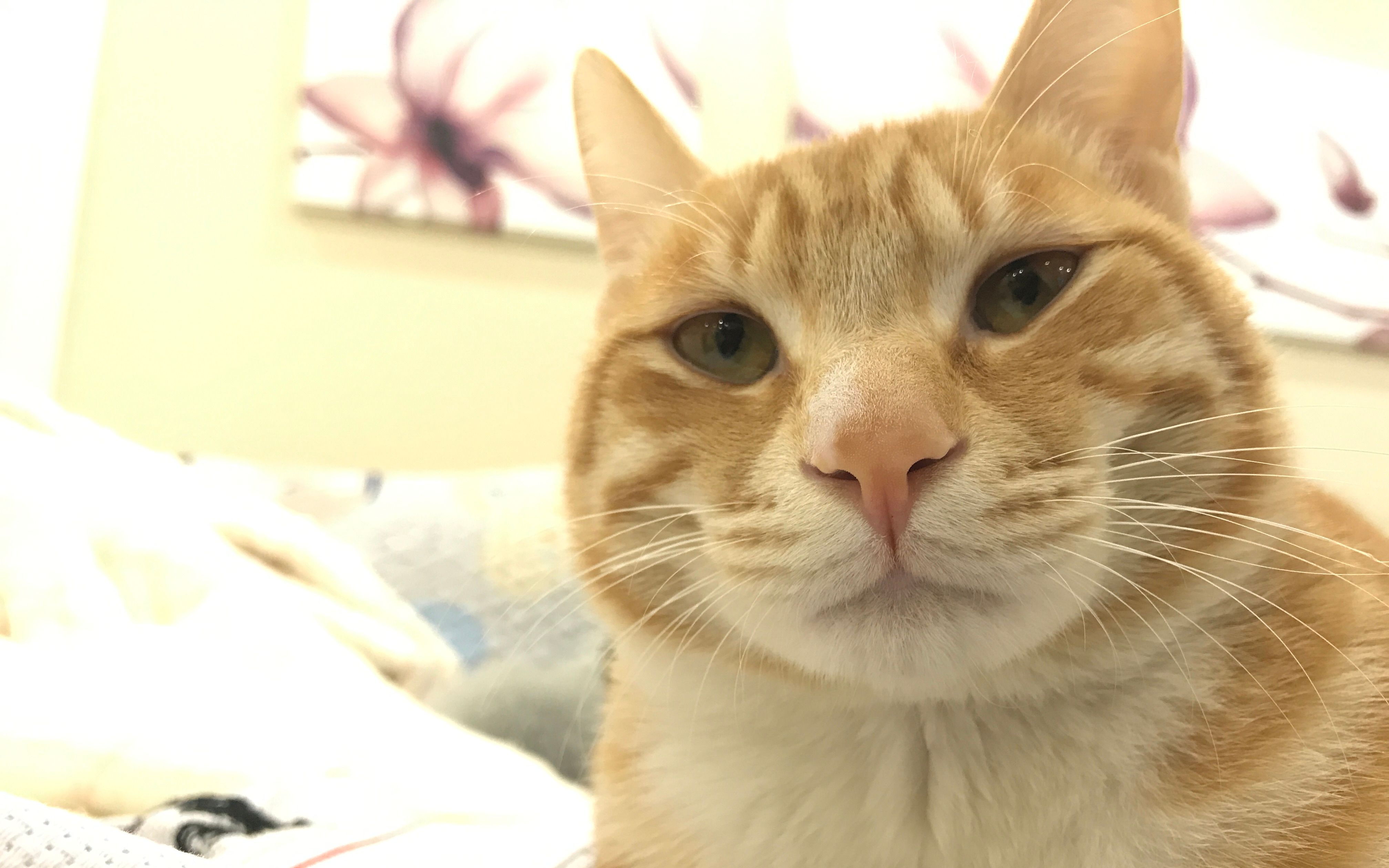橘猫超清壁纸_十只橘猫九只胖