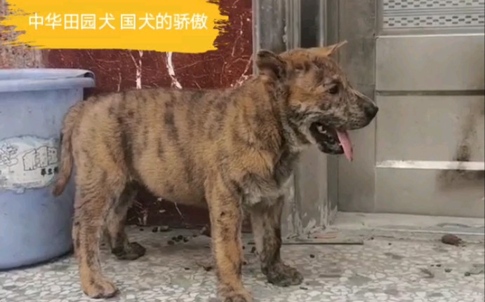 中华田园犬广西土猎犬 最古老的原生犬种之一 国犬的骄傲哔哩哔哩bilibili