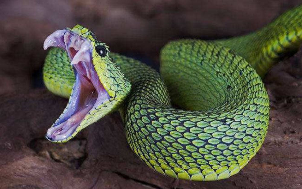 农村人捕蛇绝招,几招或许能救你一命