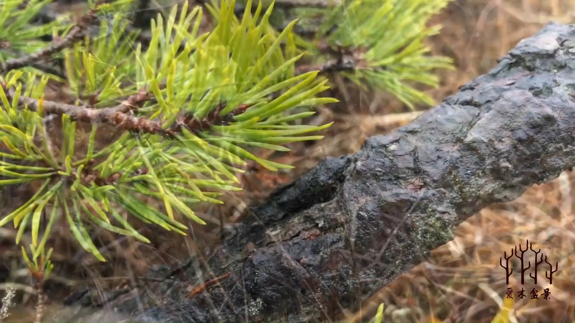 爱木盆景I 山上自然天成的松树盆景素材,你看到会不会心动哔哩哔哩bilibili