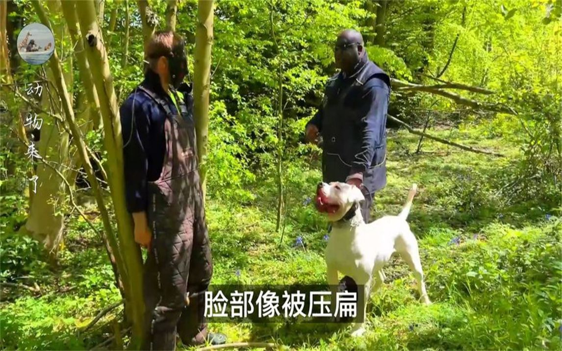 美国斗牛犬更像是斗牛梗的混合体,作为宠物它们以忠诚而闻名哔哩哔哩bilibili