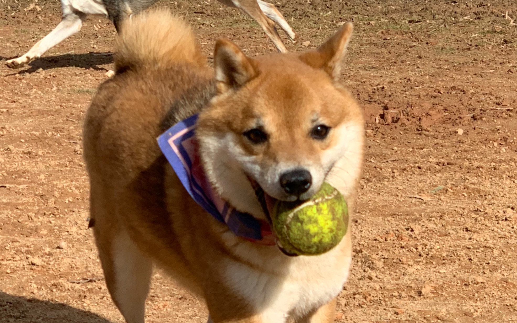 紫菜换毛期到了快来看看柴犬到底有多掉毛
