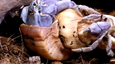 淡紫陆寄居蟹之间的互动