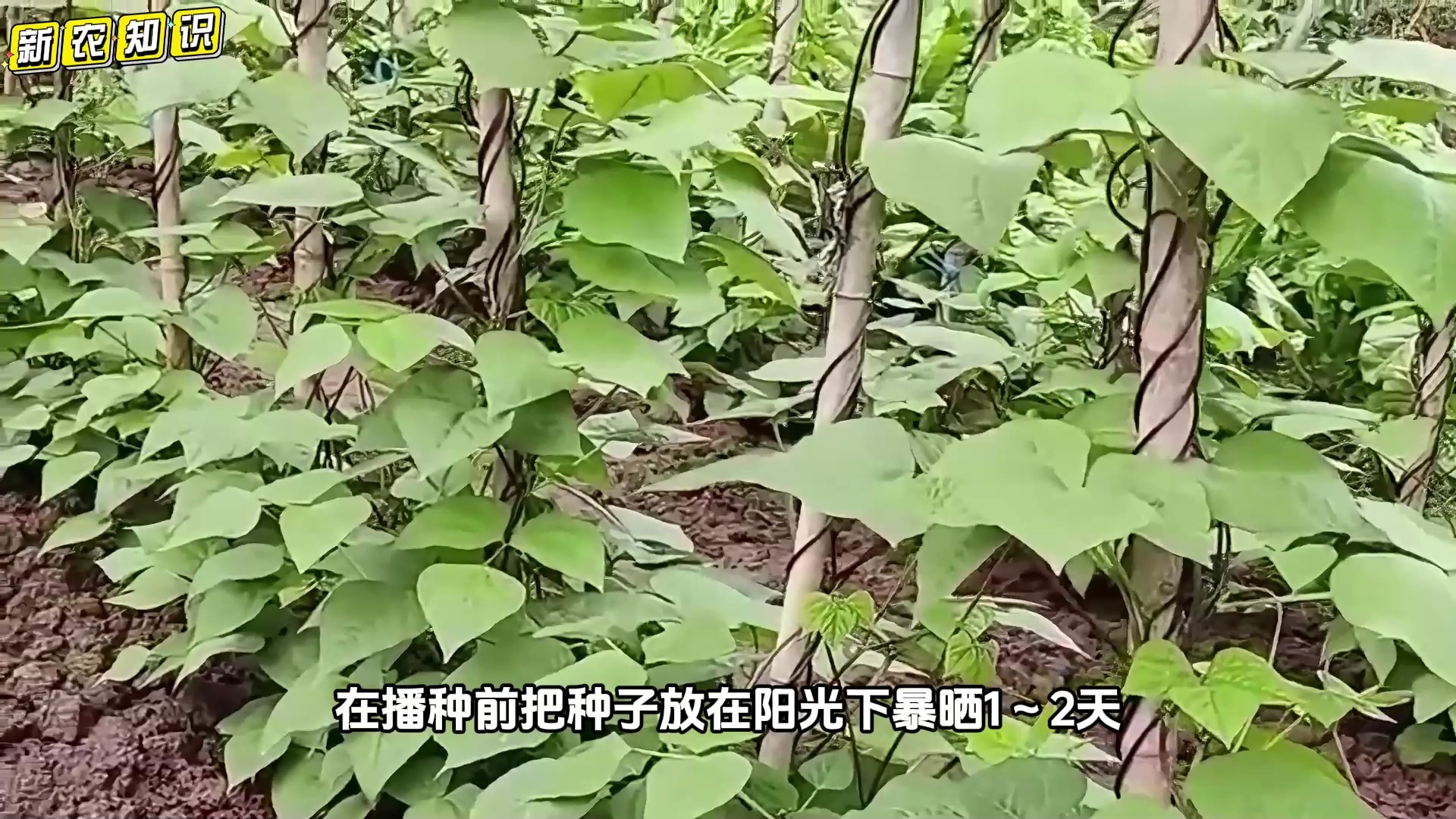 豆角什么时间播种?怎么种产量高?老农教你6招,结豆一茬接一茬哔哩哔哩bilibili