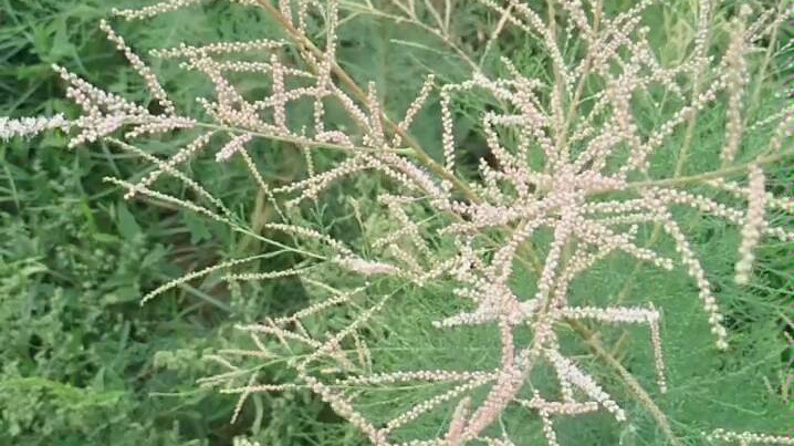 [图]红柳花，整枝柳条都是淡紫色的花。