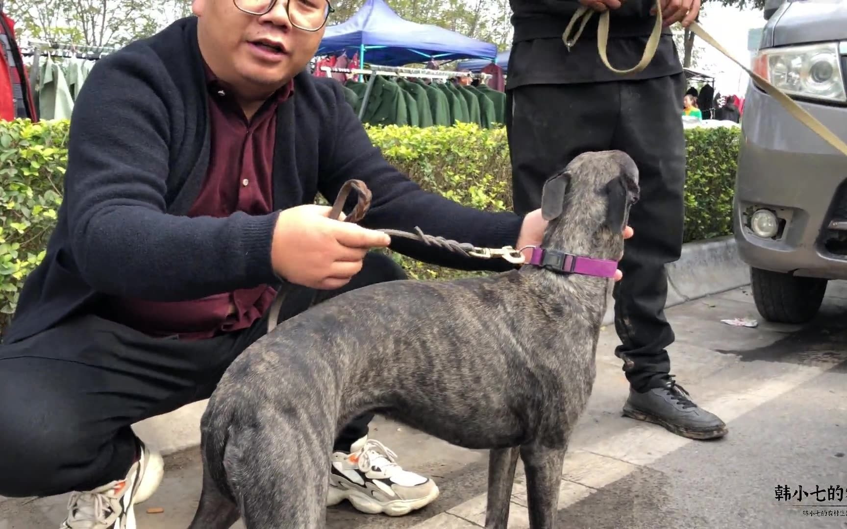 惠比特犬被称为“犬中宝马”速度快耐力好还灵活,小型猎犬的王者哔哩哔哩bilibili