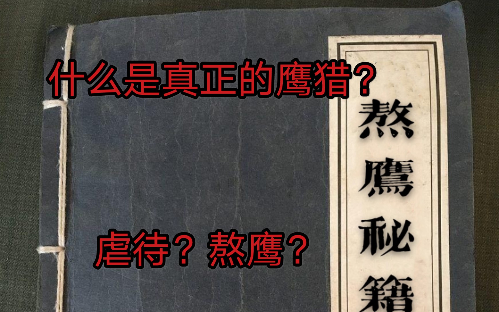 什么是真正的鹰猎?虐待猛禽?熬鹰?真正的鹰师带你们捋一遍训鹰的流程,了解被误解了百年的古老技艺哔哩哔哩bilibili