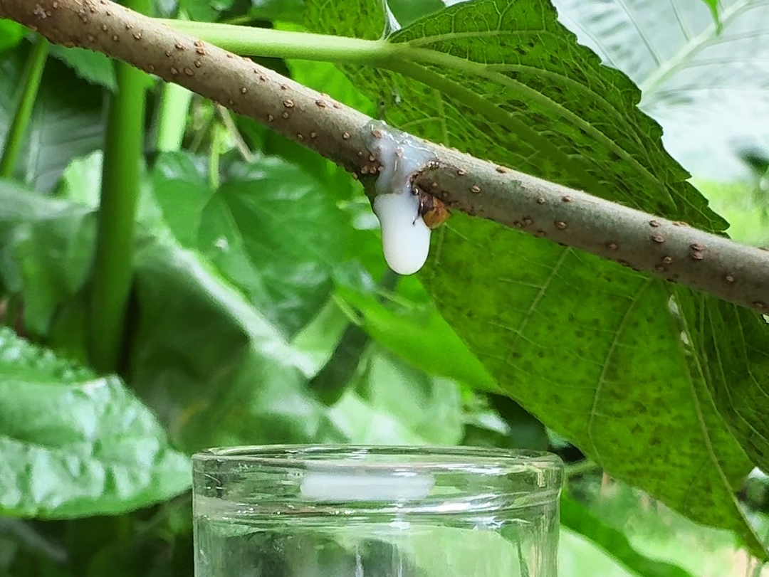 这种白色的汁液叫桑皮汁,有经验的农村人偶尔也会收集一些保存哔哩哔哩bilibili