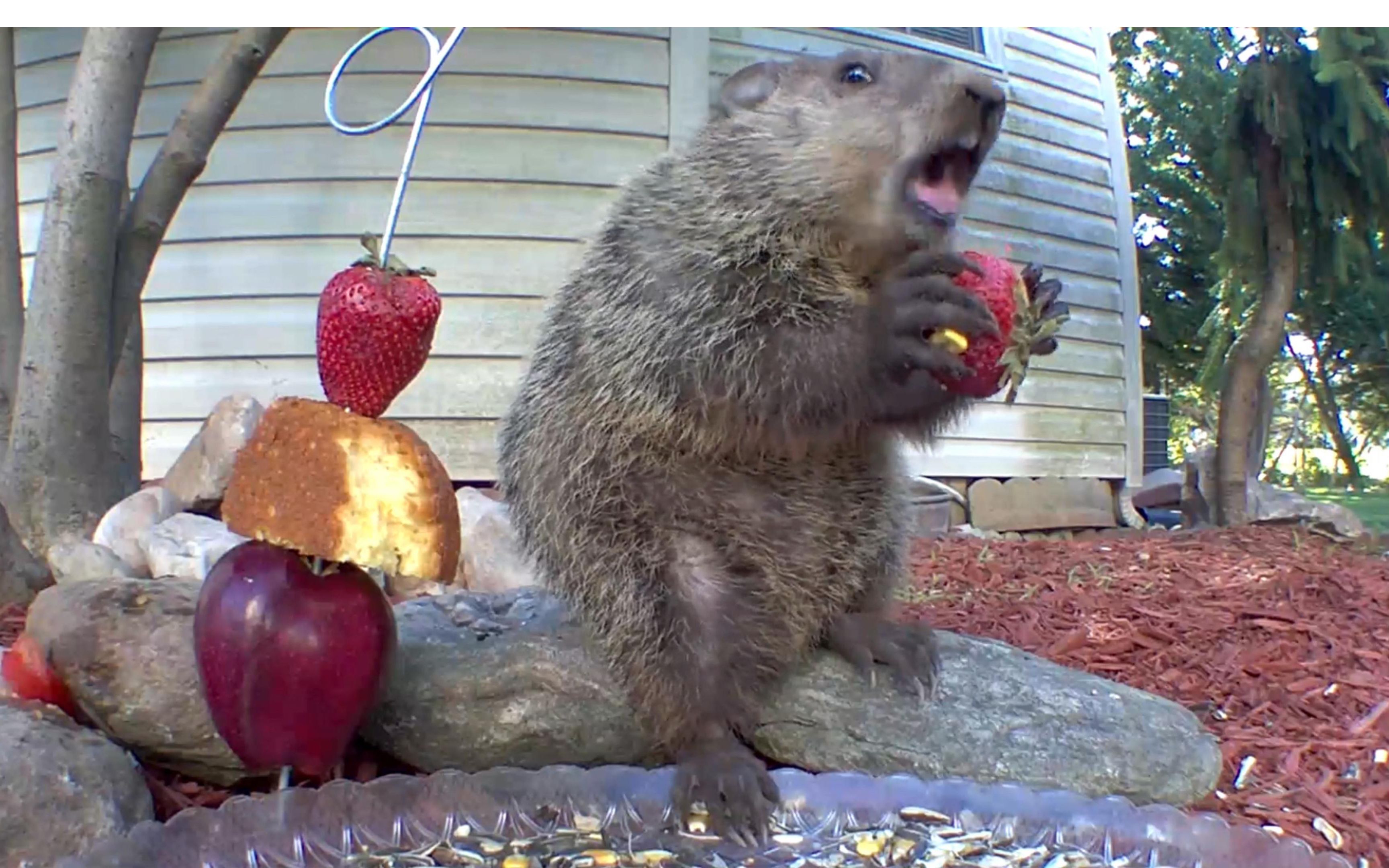 鍦熸嫧榧犲疂瀹濈涓娆″悆鑽夎帗锛屽悆鐩哥暐鏄剧敓鐤弤鏃佽竟杩