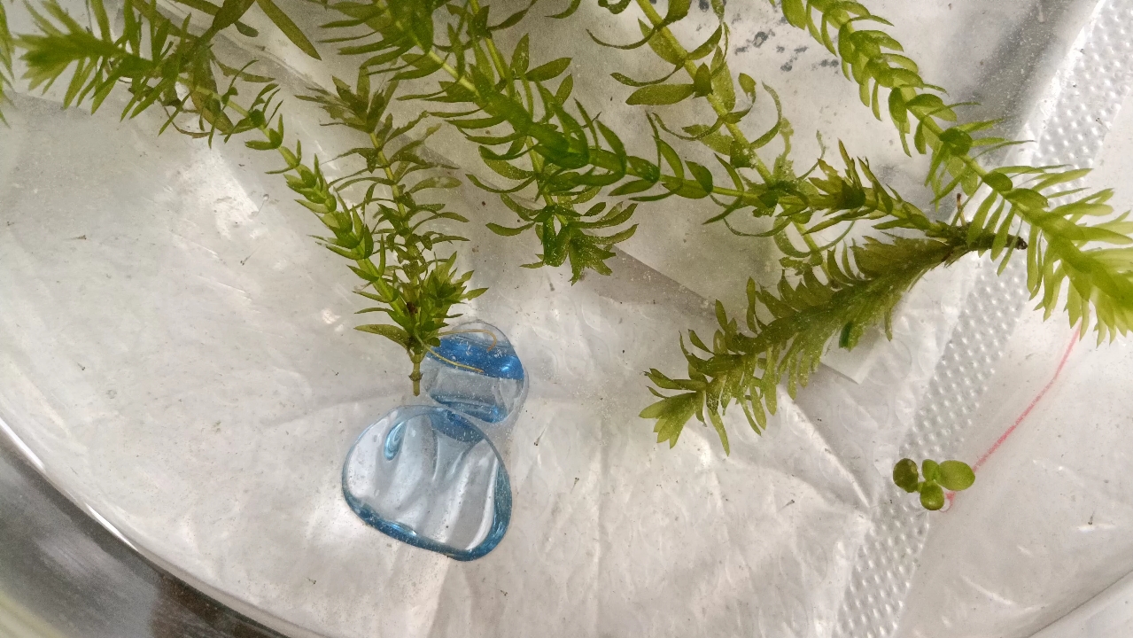 斑马鱼苗起飞喽