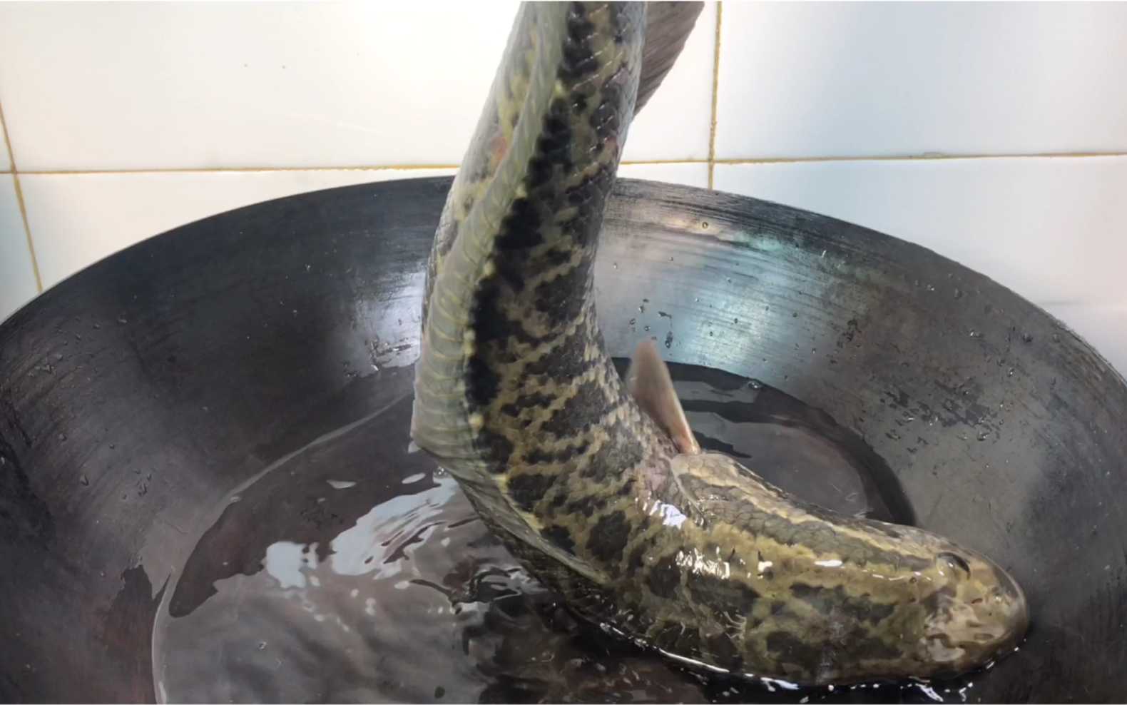 蛇鱼好吃而太难收拾,教你一招搞定_哔哩哔哩_bilibili