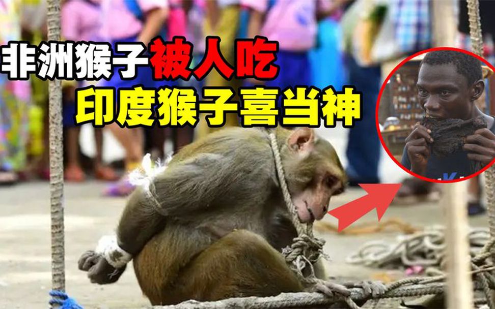 非洲人杀猴为食,印度人奉猴为神,同是猴子为啥待遇差别这么大?