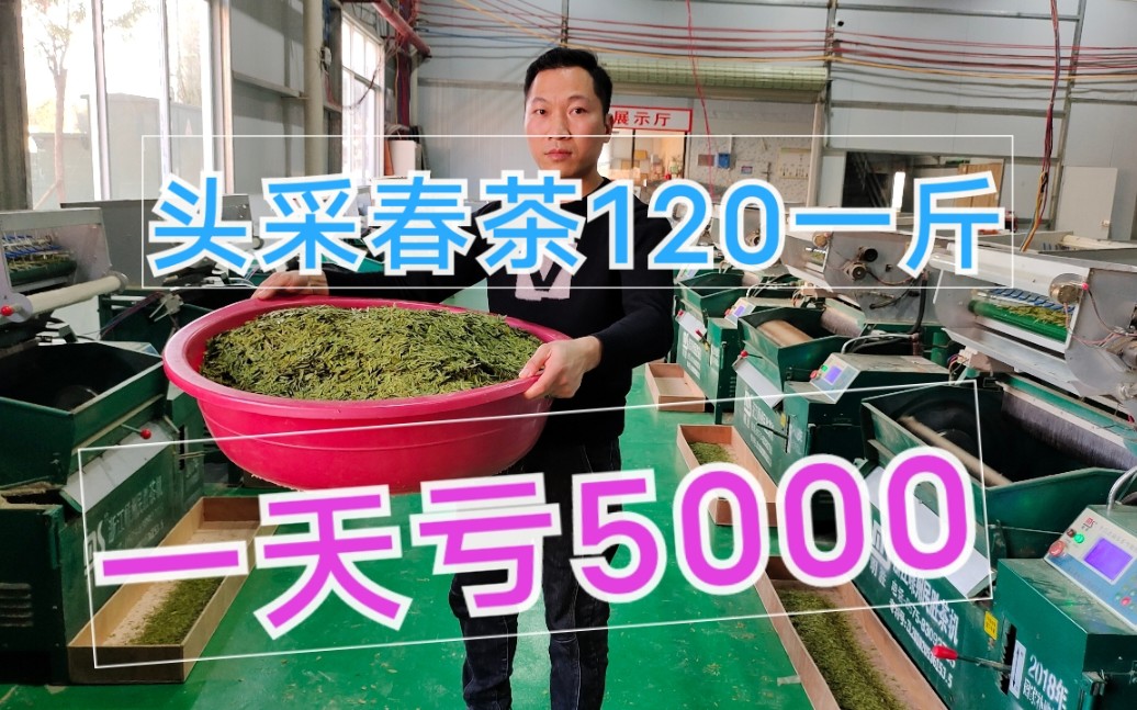 头采春茶120一斤,细节控制不好,茶厂一天亏5000,头都大了哔哩哔哩bilibili