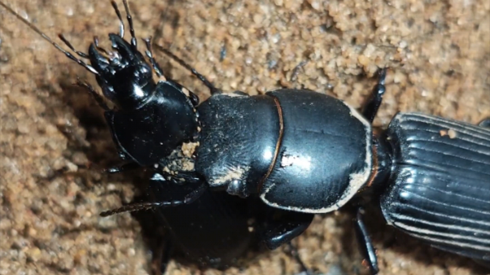 (断头台)巨蝼步甲捕食原声纯享版(护甲之间的激烈碰撞)