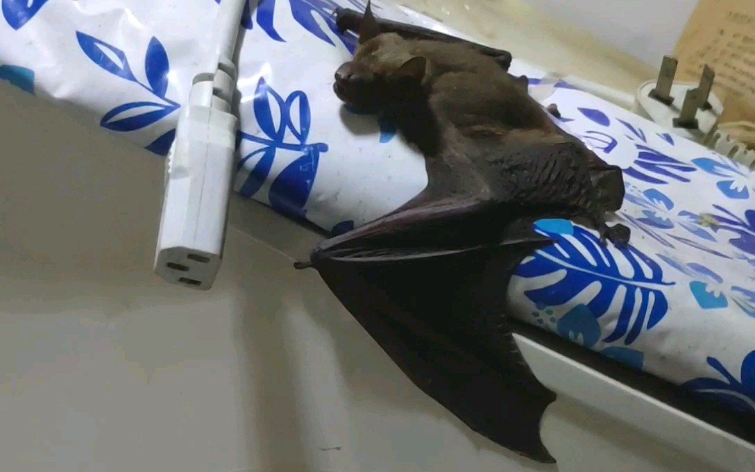 家里进蝙蝠图片