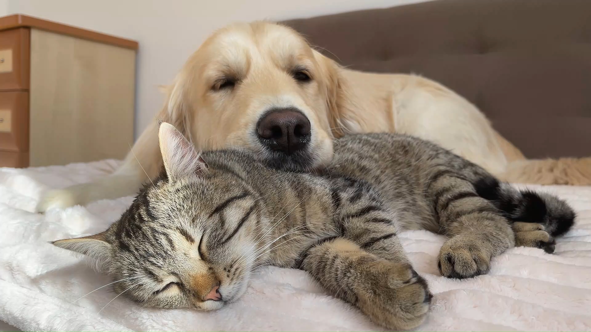 可爱的金毛把猫当枕头睡个好觉