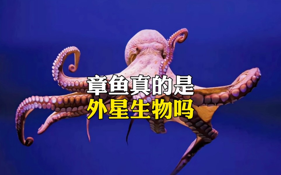 章鱼真的是外星生物吗哔哩哔哩bilibili