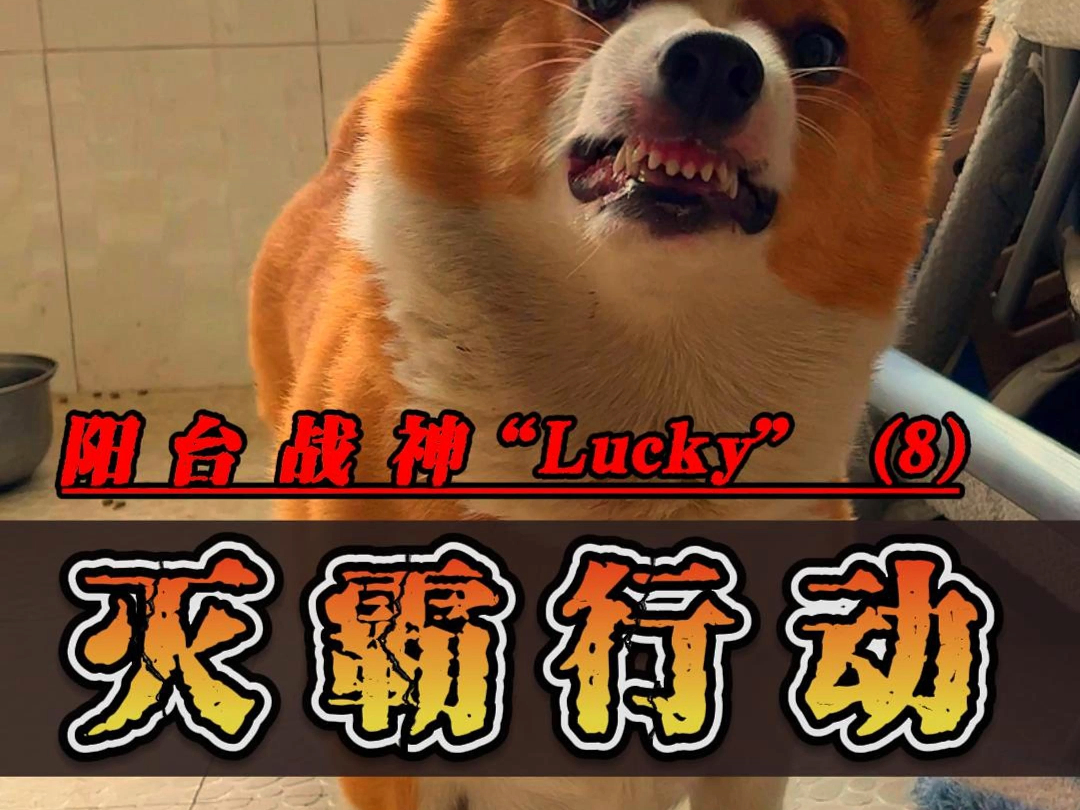 阳台战神Lucky(8)哔哩哔哩bilibili