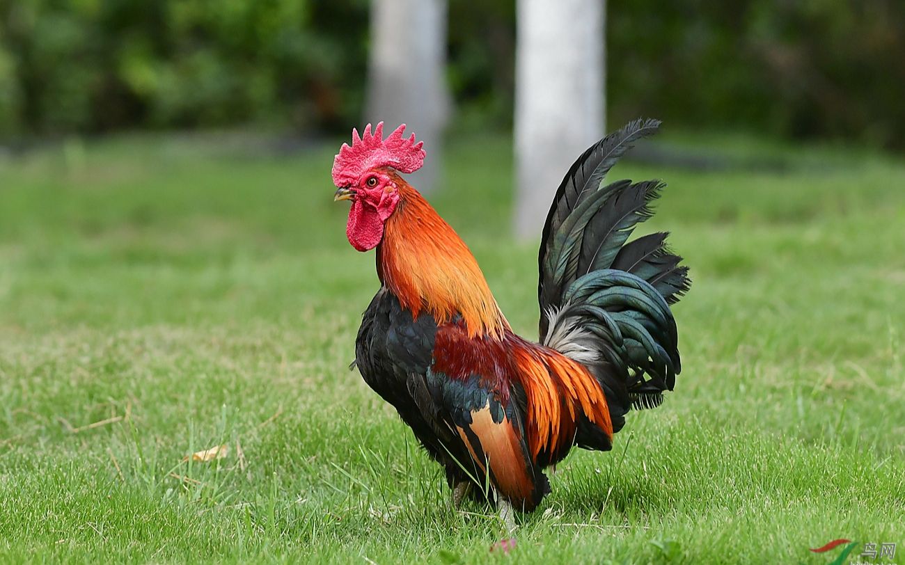 [图]crooked chicken（狂放鸡）