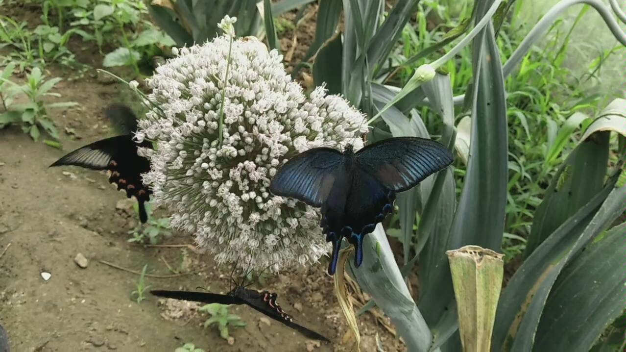 德罕翠凤蝶～_哔哩哔哩_bilibili