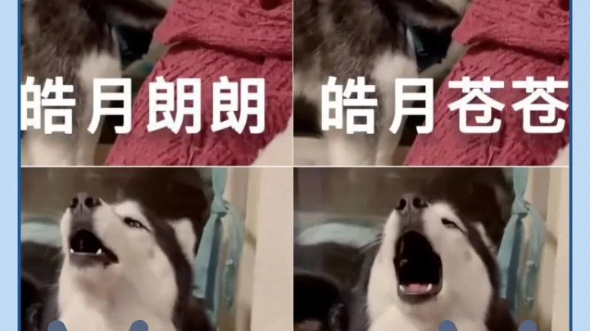 皓月朗朗,皓月苍苍.凡我弟子,汪汪汪汪.