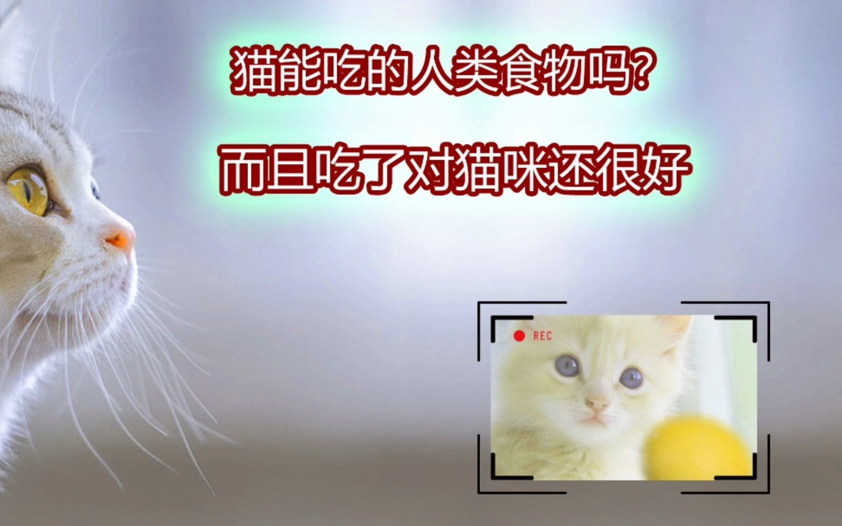 猫咪能吃的人类食物!而且吃了对猫咪还很好哔哩哔哩bilibili