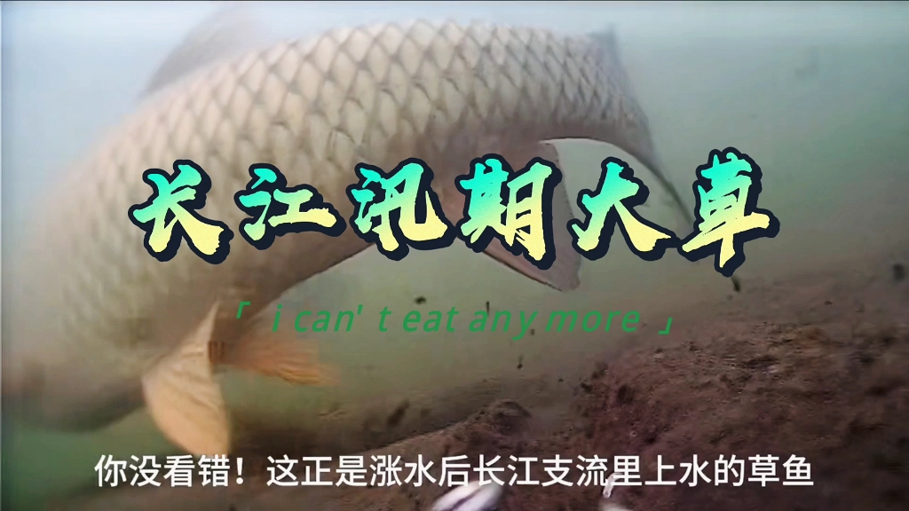 长江汛期支流的大草鱼