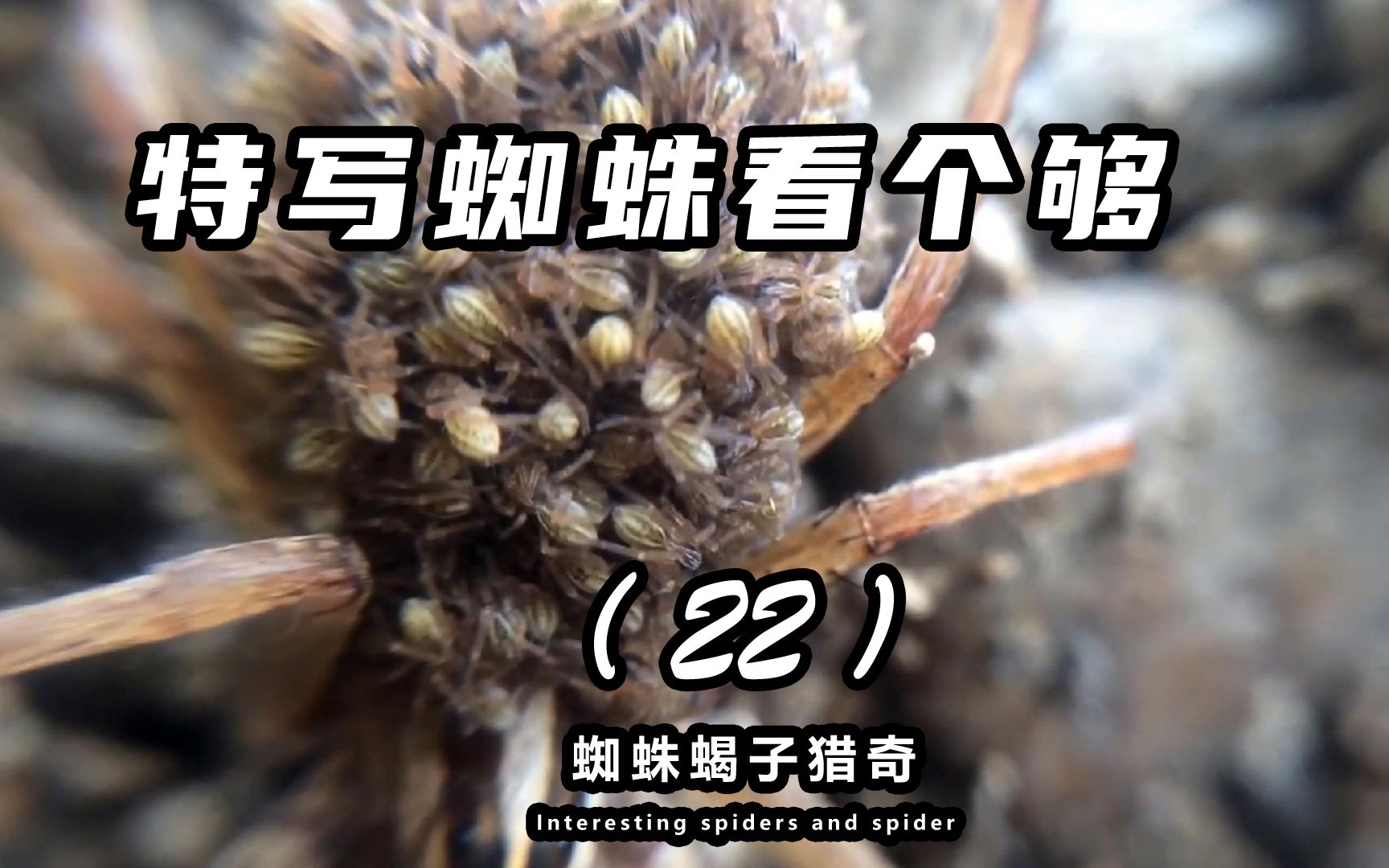 超可爱狼蛛妈妈背着小蜘蛛特写.蜘蛛蝎子全球奇趣猎奇第二十二集.
