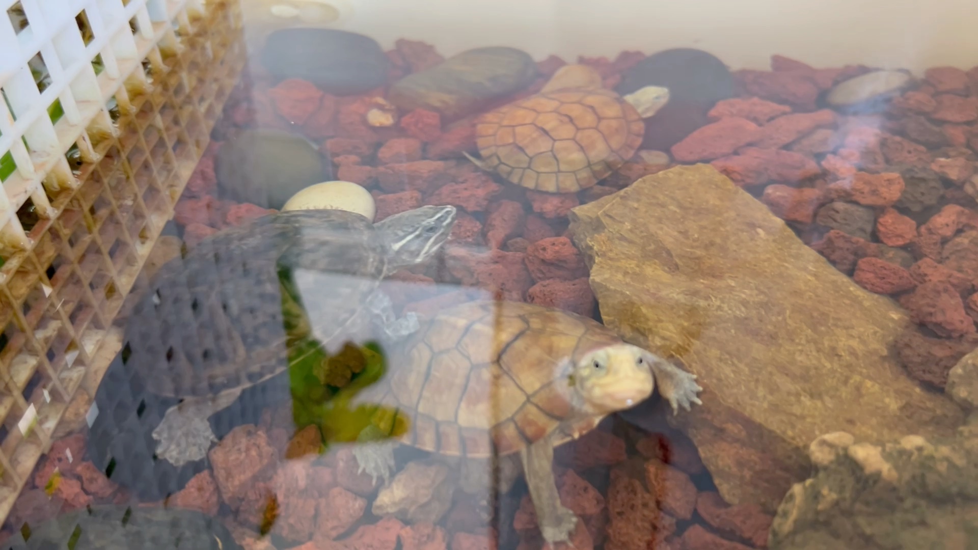 生态缸养的水锈小青苗子