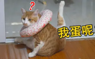 下载视频: 橘猫第一次做绝育，害怕到大叫，主人含泪送它上手术台！