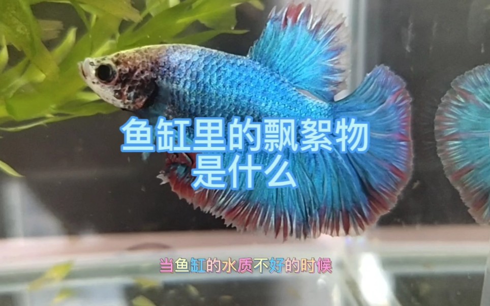 鱼缸里面的飘絮物是什么?哔哩哔哩bilibili