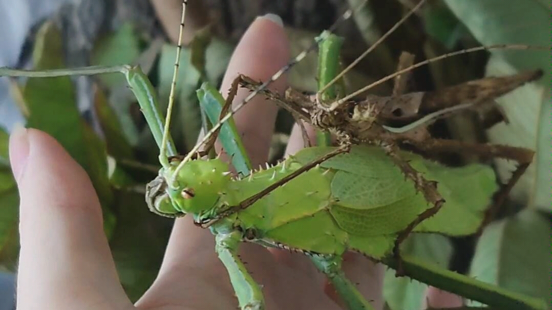 【巨扁竹节虫】母虫刚成虫 公虫已经等不及确保了配偶