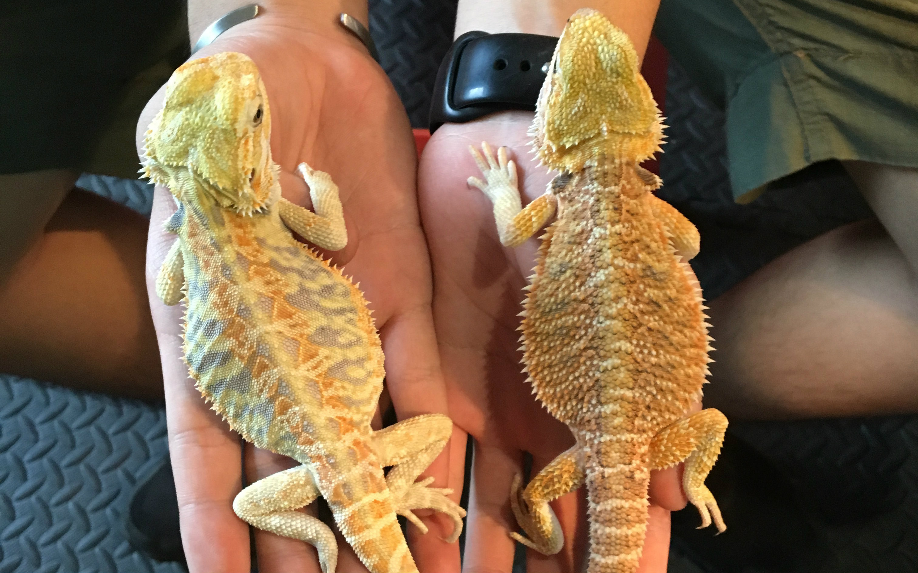 鬃狮蜥蜴喂食日常[2](简单养殖方法)