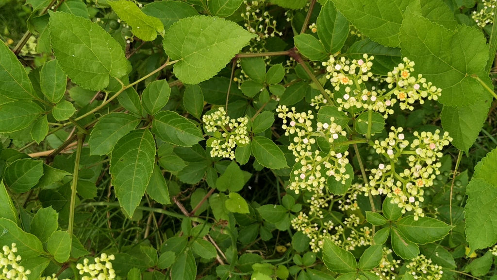 老李拍的绞股蓝花