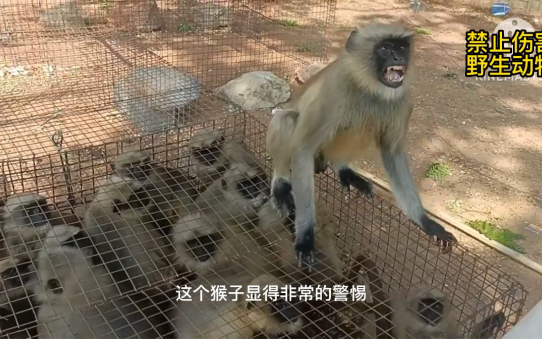 白毛黑脸的猴子都快变成黄毛猴子啦