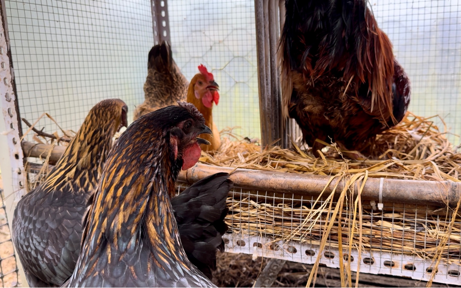 大公鸡引导母鸡进窝下蛋,为这个家操碎了心