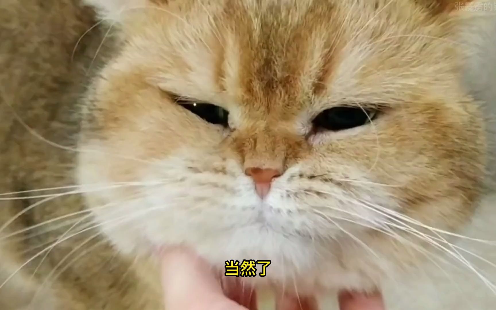 自拍猫曼尼是如何从平平无奇的流浪猫变成世界上最聪明猫咪的