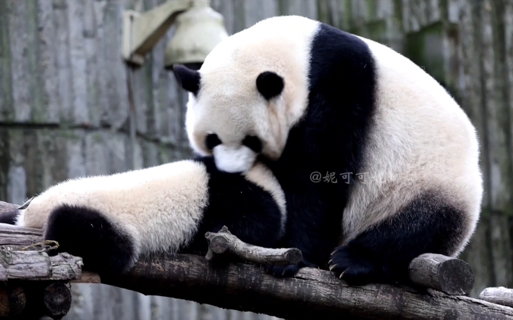 大熊猫宝兰想叼崽崽一起回家,宝新抗拒,宝兰只得自己先回去了哔哩哔哩bilibili