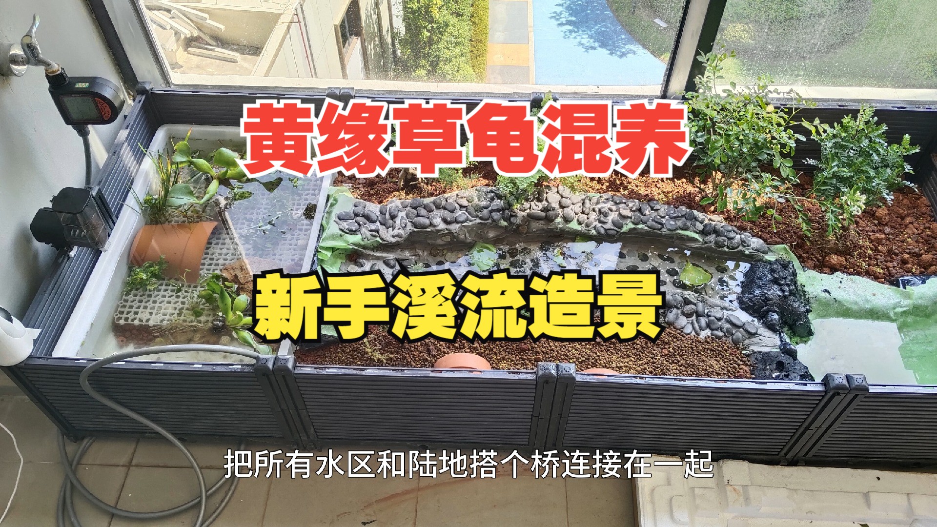 黄缘草龟黄喉造景-新手城市养龟做溪流造景的乐趣及经验,大雄城市养龟