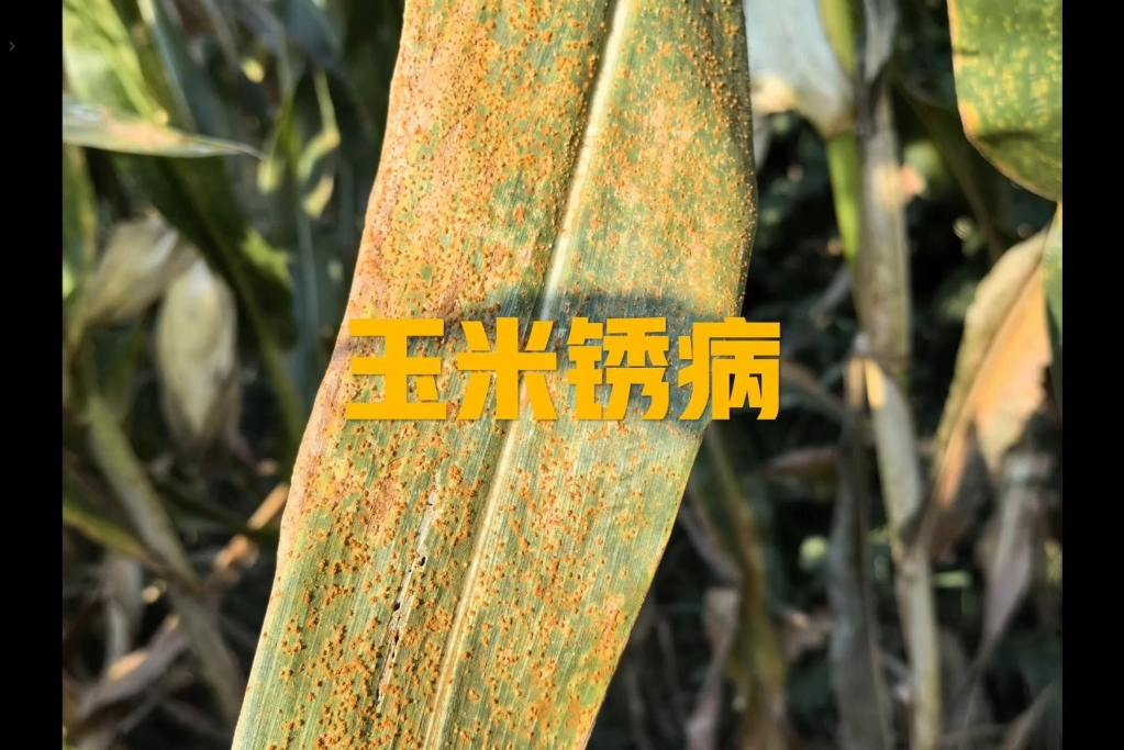 玉米锈病的识别与防治
